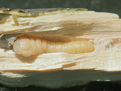 Microcastalia globithorax, PL3634, prepupa, in Choretrum chrysanthum (PJL 3083) stem base, EP, 24.6 × 6.6 mm